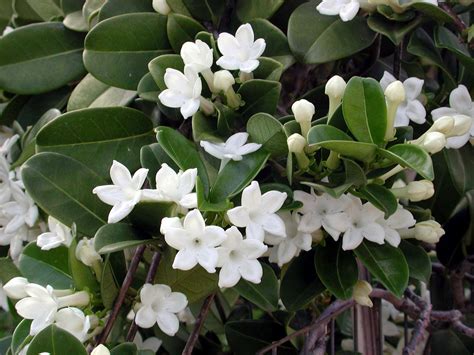 stephanotis floribunda blooms images.